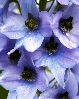 Delphinium