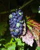 Grapes