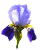 botanical