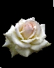 Rosewanlake