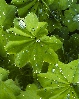Wetleaves