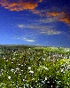 Cottongrass