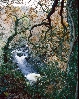 Fairyglen