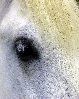 Whitehorse