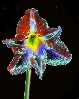 Amaryllis