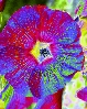 Hollyhock