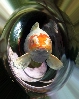 Seedfish